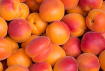 photo abricots